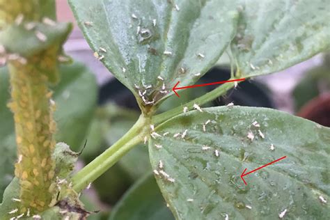 Honeydew secretions of aphids provide sustenance for mosquitoes - SFU News - Simon Fraser University