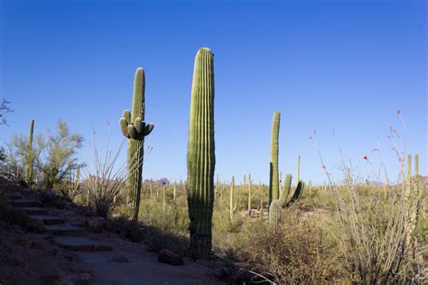 Saguaro National Park | Matthew Petroff