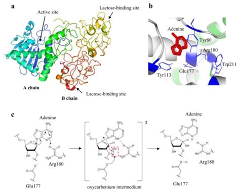 Toxins | Free Full-Text | Ricin: An Ancient Story for a Timeless Plant ...