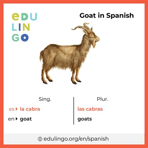 Goat in Spanish • Writing and pronunciation (with pictures)