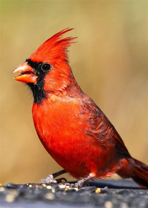 How to Choose the Best Cardinal Bird Feeder: Food, Reviews, FAQ’s, Top ...