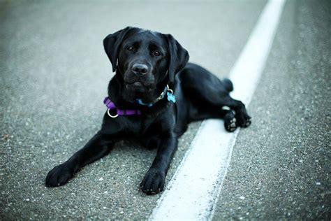 Black Labrador Wallpapers - Wallpaper Cave