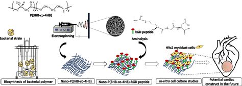 Synthesis And Characterization Of Poly(RGD) Proteinoid, 40% OFF