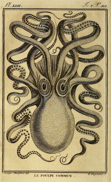 Biodiversity Heritage Library: The Octopus…The Monster that Isn’t