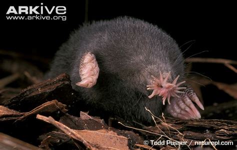 Star-Nosed Mole (Condylura cristata) | Nature Table