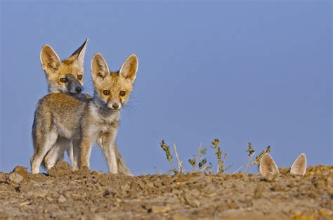 Desert Fox of the Little Rann | RoundGlass | Sustain