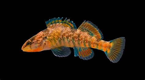 Rainbow Darter - Etheostoma caeruleum | Rainbow Darter - Eth… | Flickr