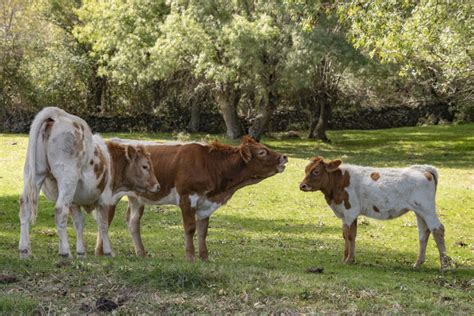 Ganadería sostenible: ¿Cómo influye en el nuevo ambiente?