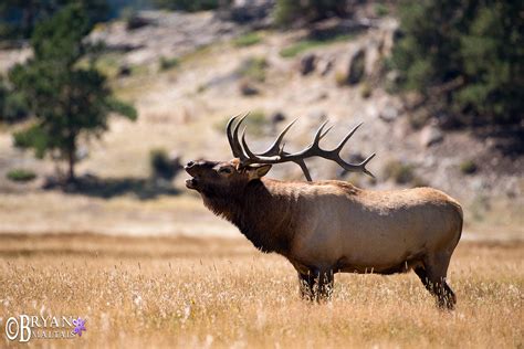 Bull Elk Bugling, Colorado - Wildernessshots Photography