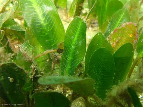 Broadleaf Seagrass | Broadleaf Seagrass (Halophila ovalis). … | Flickr