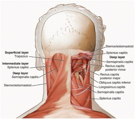 Posterior Cervical Approach | Musculoskeletal Key