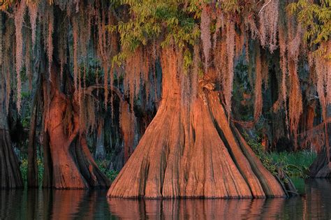 Louisiana Bald Cypress Swamp, Americas | Cypress Swamp | Cypress swamp ...