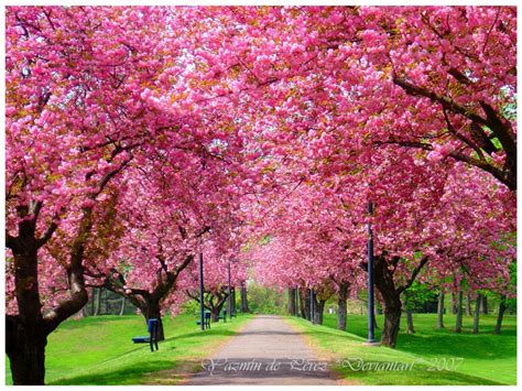 I love this! | Imagenes de primavera, Árboles de color rosa, Fotografia ...