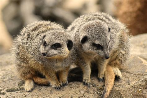 Animals of the Kalahari Desert - WorldAtlas.com