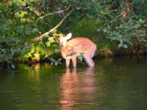 The Adventure Lifestyle Blog: Best Au Sable River Camping Spots