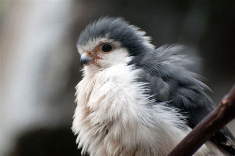 Picture of the Day: Just a Pygmy Falcon » TwistedSifter