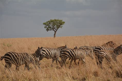 Seasons on the Savanna: How Seasonal Diet Changes Impact Population Sizes of Savanna Herbivores ...