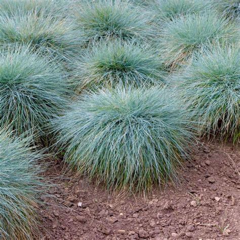 Elijah Blue Fescue | Plants Express