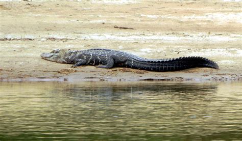 Black Caiman Facts, Weight, Habitat, Diet, Lifespan, Pictures