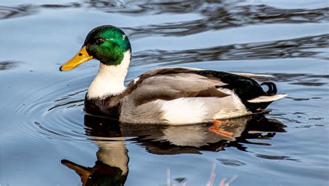 Duclair Duck: What You Need to Know About This French Breed