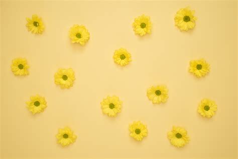 Yellow Daisies Laid on Yellow Surface · Free Stock Photo