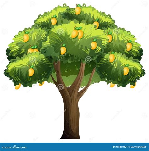 Yellow Mango Tree Isolated on White Background Stock Vector ...