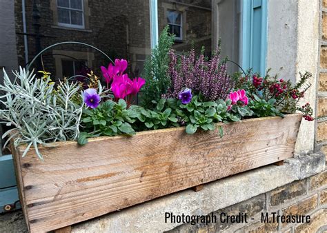 Seasonal magic - winter window boxes to inspire - Capital Gardens