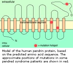 Pendred syndrome