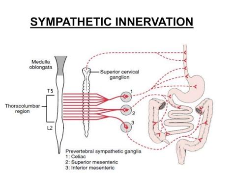 Innervation of gastro intestinal tract