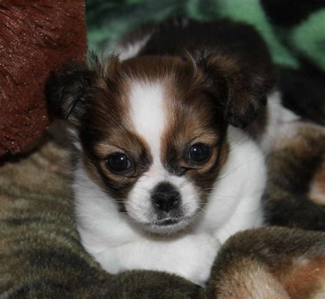 Chihuahua Shih Tzu Mix Puppies For Sale | PETSIDI