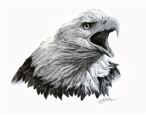 Eagle Head Study in Graphite | TJ Bishop Art | Eagle drawing, Eagle sketch, Eagle painting