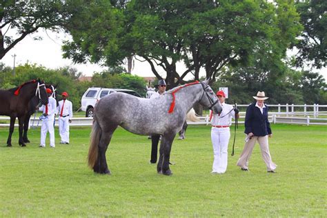 Summerwind Percheron: Percheron SA National Championship Show ~ Horse ...