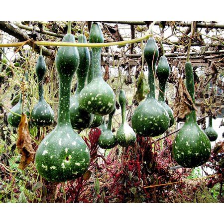 Rare Snake Lagenaria Seeds for Planting Siceraria Cobra Bottle Gourd Calabash Pumpkin Around 5 ...