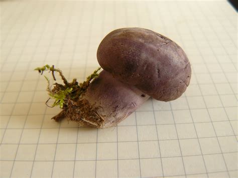 Mushroomer: A purple mushroom