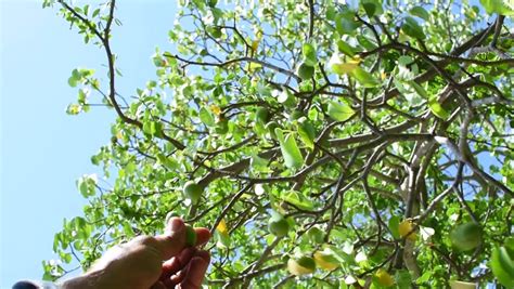 Manchineel Tree image - Free stock photo - Public Domain photo - CC0 Images