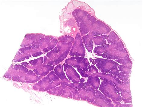 Thymus