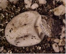 Guide to Get Bearded dragon egg hatching | Incumaker