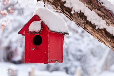 Winter Birdhouse | Bird houses, Bird house, Winter