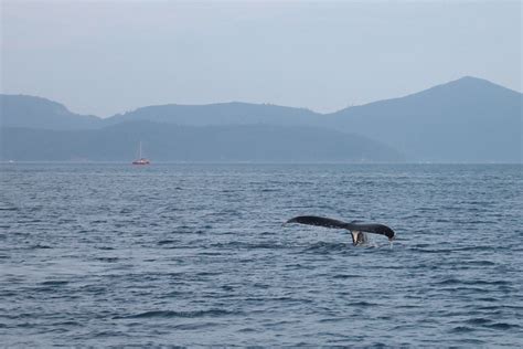 Great Barrier Reef Marine Park Rules And Regulation of Whale Watching - Sailing Whitsundays