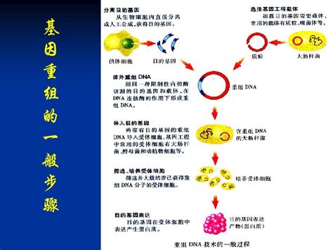 4-基因工程载体_word文档在线阅读与下载_免费文档