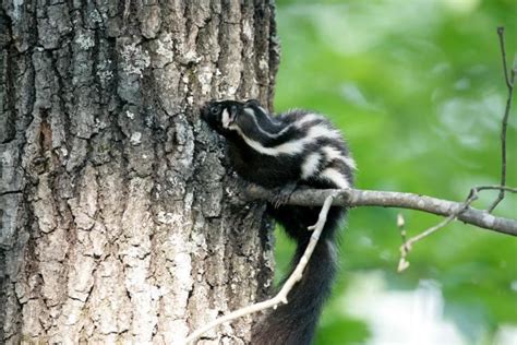 Eastern spotted skunk - Alchetron, The Free Social Encyclopedia