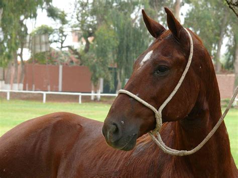 The Best Gaited Horse Breeds for a Smooth Ride