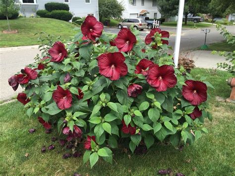 20 Luna Mixed Color Hibiscus Flowering Shrub Seeds For | Etsy