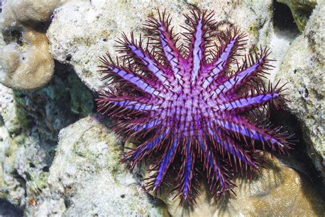 Crown-Of-Thorns Starfish Facts You Never Knew