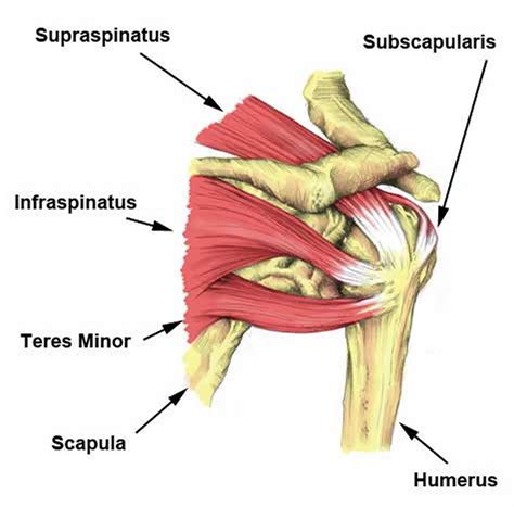 Anterior shoulder pain causes, symptoms, diagnosis & treatment