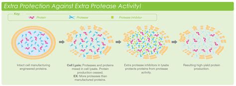 ProBlock™ Gold Extra Strength Protease Inhibitor Cocktail | GoldBio