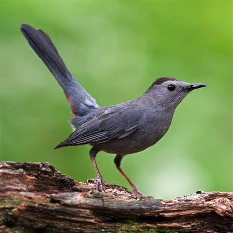 Gray Catbird - FeederWatch