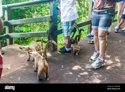 IGUACU, BRAZIL - FEB 5, 2015: Coatis among tourists at Iguacu (Iguazu) falls on a border of ...