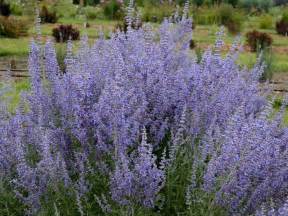 How to Plant, Grow and Care for Russian Sage | HGTV