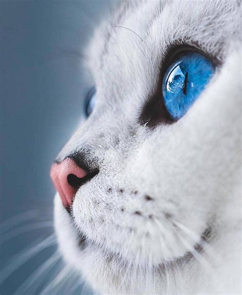 This beautiful blue-eyed cat. : aww